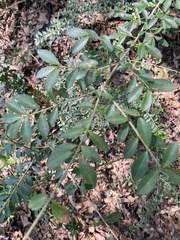 Ligustrum quihoui