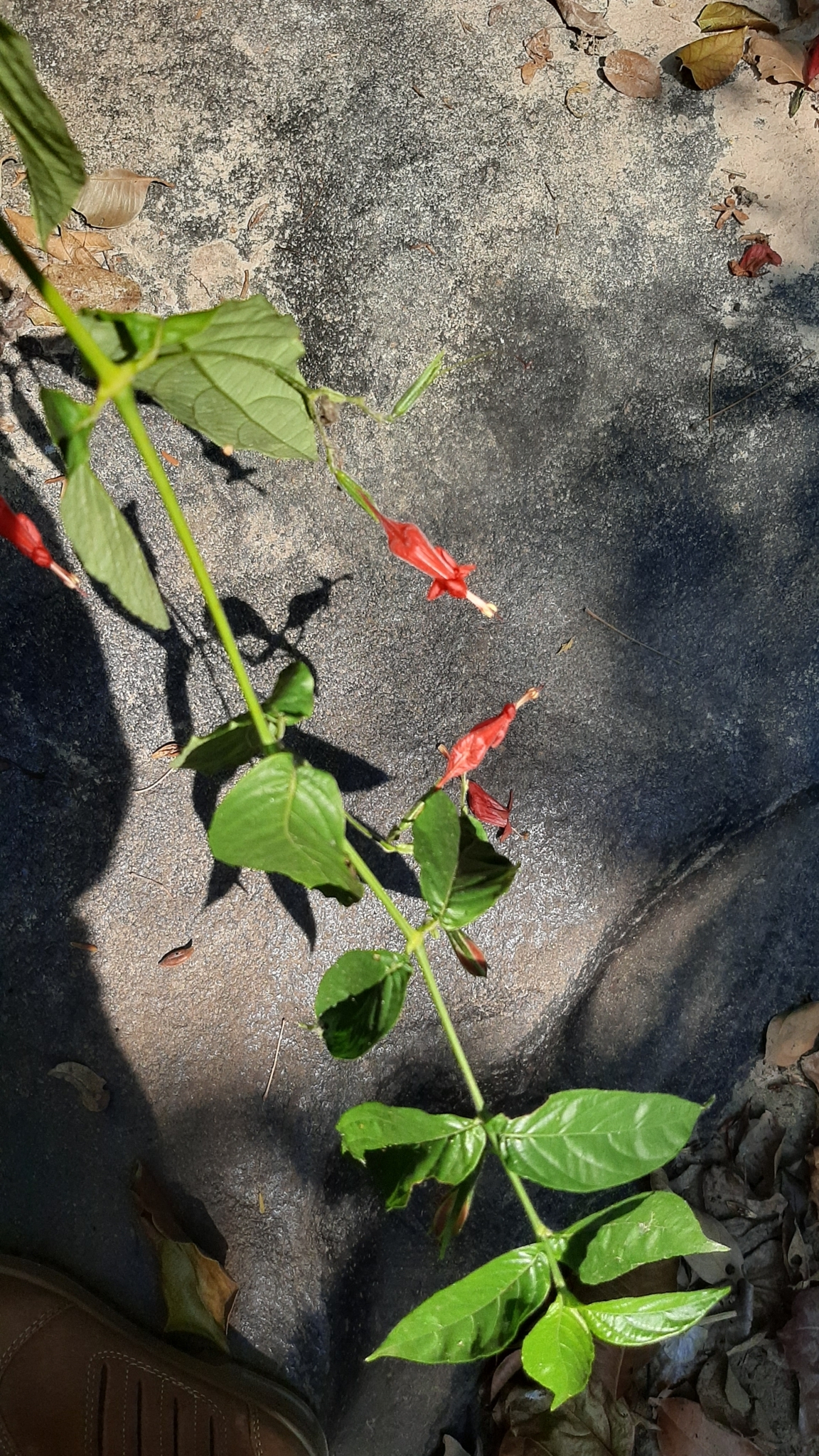 Ruellia inflata