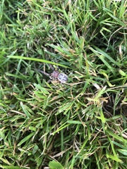 Larinioides cornutus