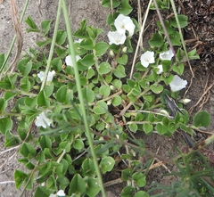 Evolvulus prostratus