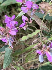 Desmodium canadense