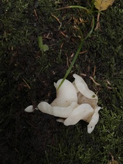 Pleurocybella porrigens