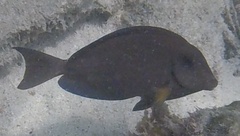 Acanthurus tractus