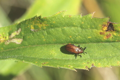 Microrhopala vittata