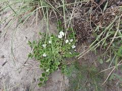 Evolvulus prostratus