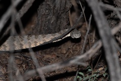 Crotalus tigris