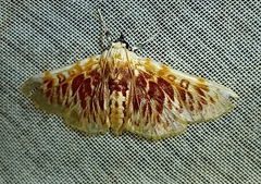 Polygrammodes sanguinalis