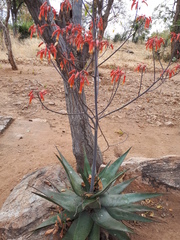 Aloe chabaudii