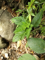 Hyptis capitata