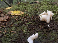 Pleurocybella porrigens