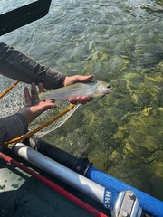 Oncorhynchus clarkii