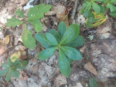 Chimaphila umbellata