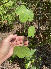 Passiflora lutea