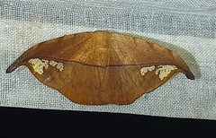 Oxydia geminata