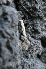 Crypsitricha mesotypa