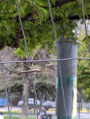 Stagmomantis carolina