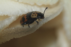 Pselaphacus puncticollis