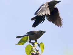 Quiscalus lugubris