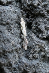 Crypsitricha mesotypa