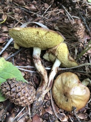 Suillus umbonatus