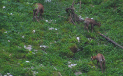 Rupicapra rupicapra carpatica