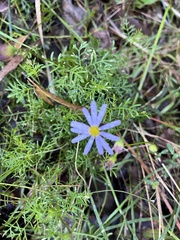 Brachyscome multifida