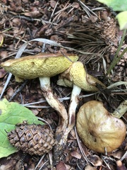 Suillus umbonatus
