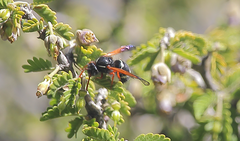 Hypodynerus vespiformis