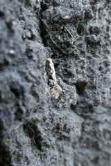 Crypsitricha mesotypa