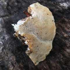Trametes versicolor