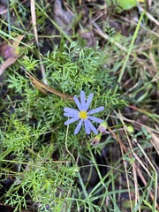 Brachyscome multifida