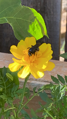 Melissodes bimaculatus