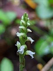 Spiranthes ovalis erostellata