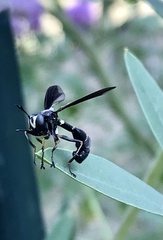 Physocephala tibialis