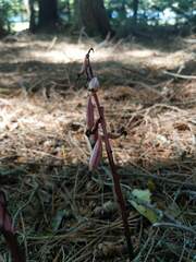 Corallorhiza striata