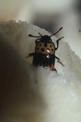 Pselaphacus puncticollis
