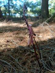 Corallorhiza striata