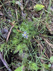 Brachyscome multifida