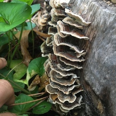 Trametes versicolor