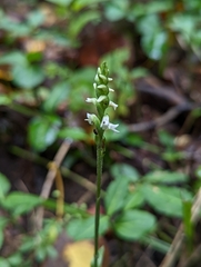 Spiranthes ovalis erostellata