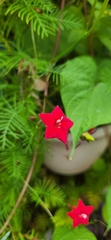 Ipomoea quamoclit