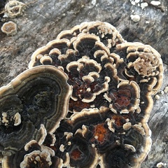 Trametes versicolor
