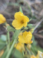 Senna roemeriana