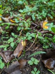 Spiranthes ovalis erostellata