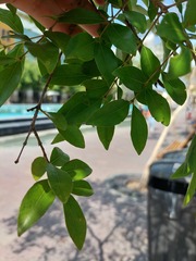 Psidium sartorianum