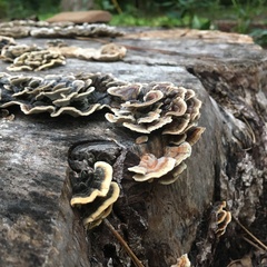Trametes versicolor