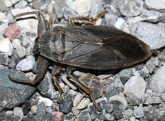Lethocerus americanus