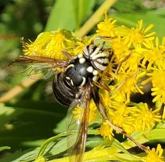 Spilomyia fusca