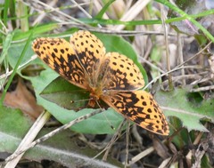 Boloria bellona