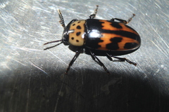 Pselaphacus puncticollis